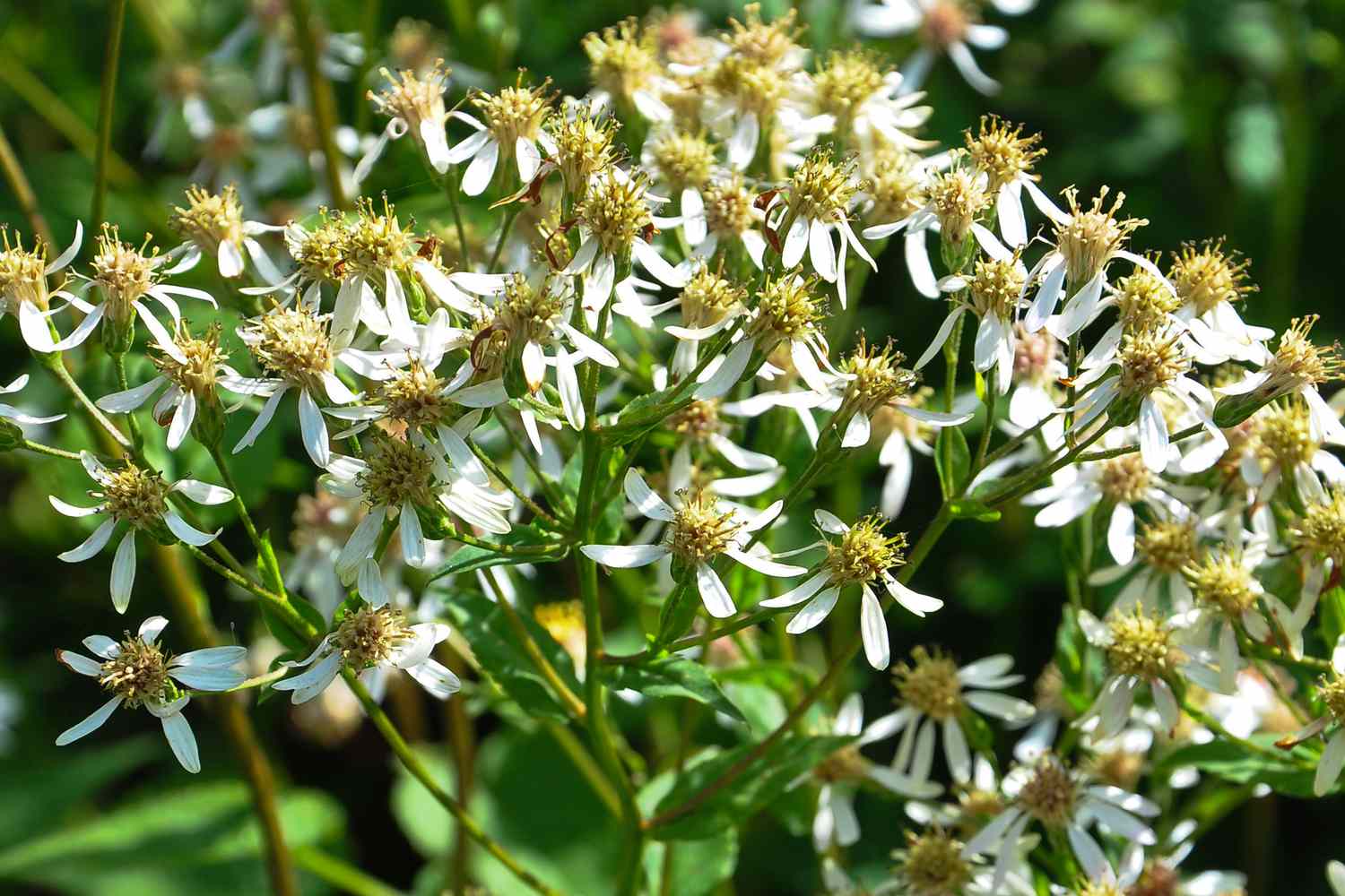 White Wood Aster