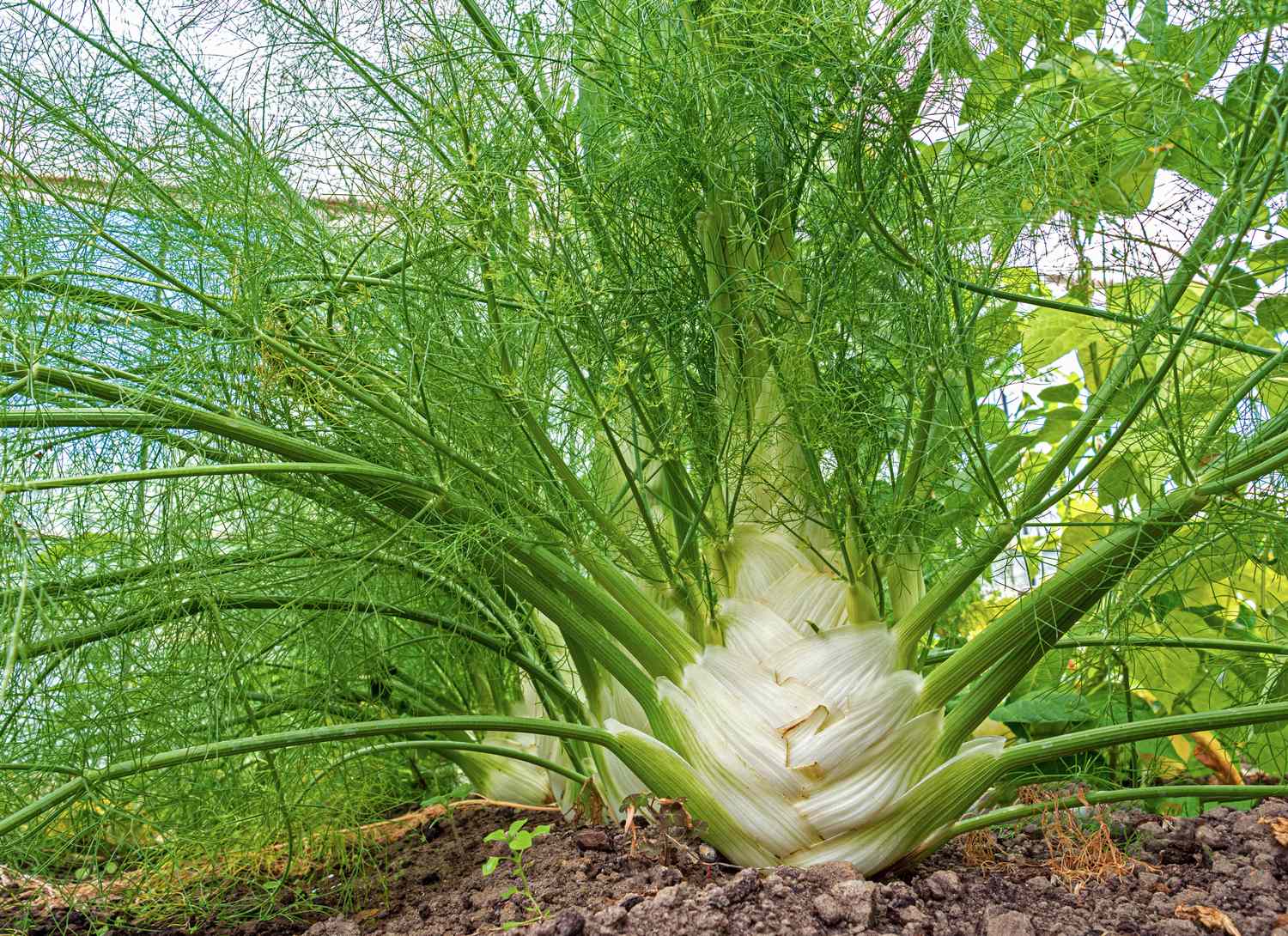 side view of fennel growing in a garden