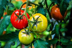 red and green tomatoes on vines