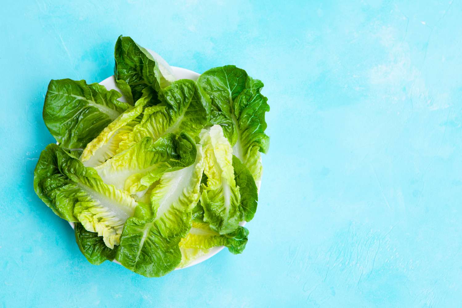 Romaine lettuce salad on blue table. Top view. 