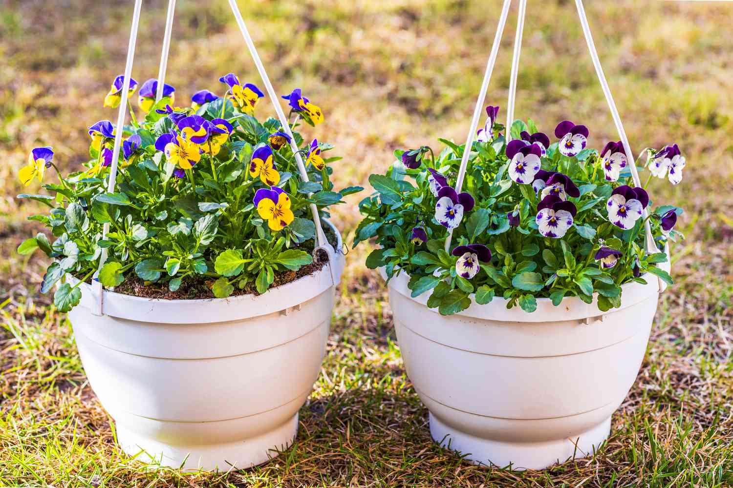 Hanging flower baskets with pansies