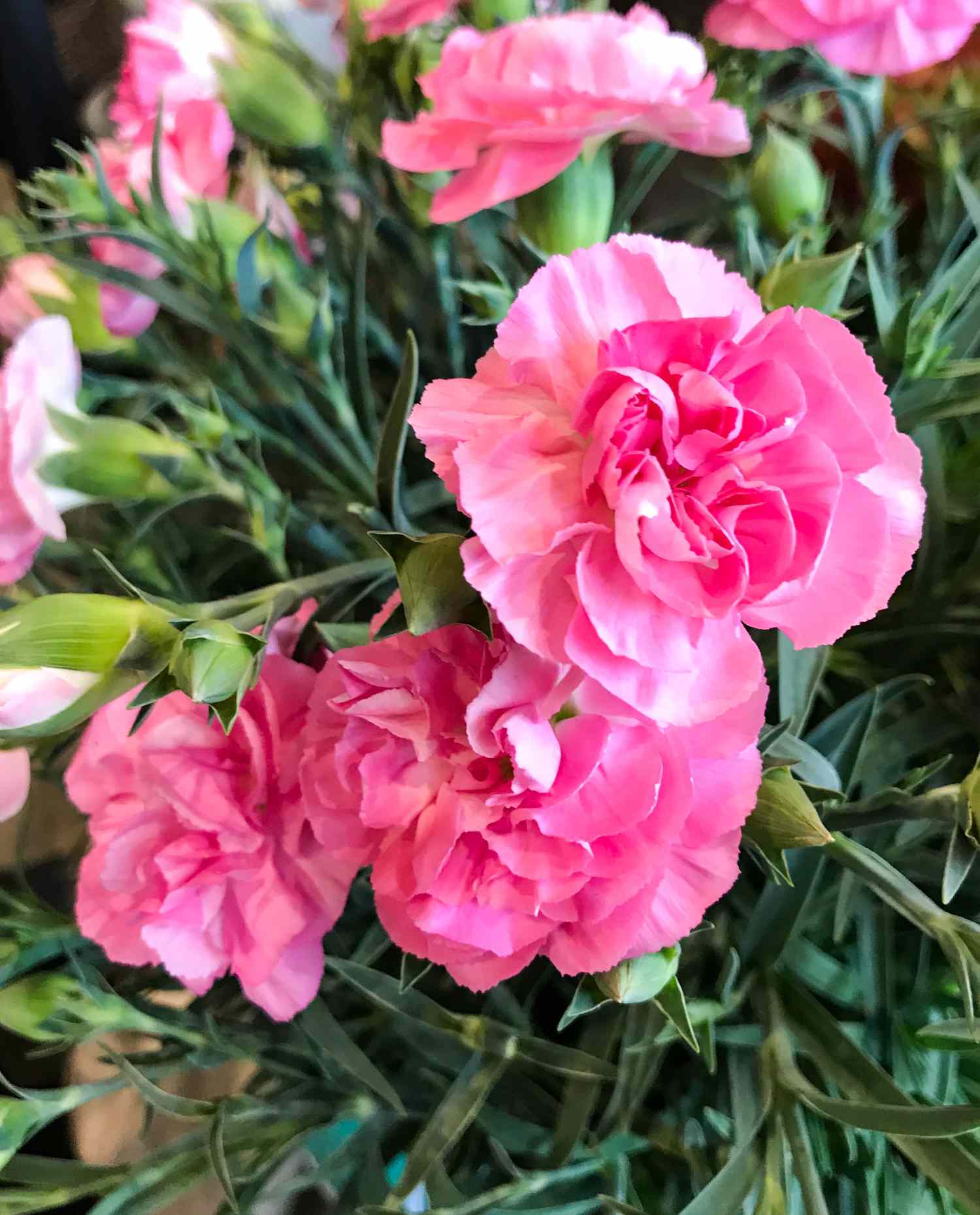 Pink carnation bush