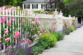 rose garden on white fence
