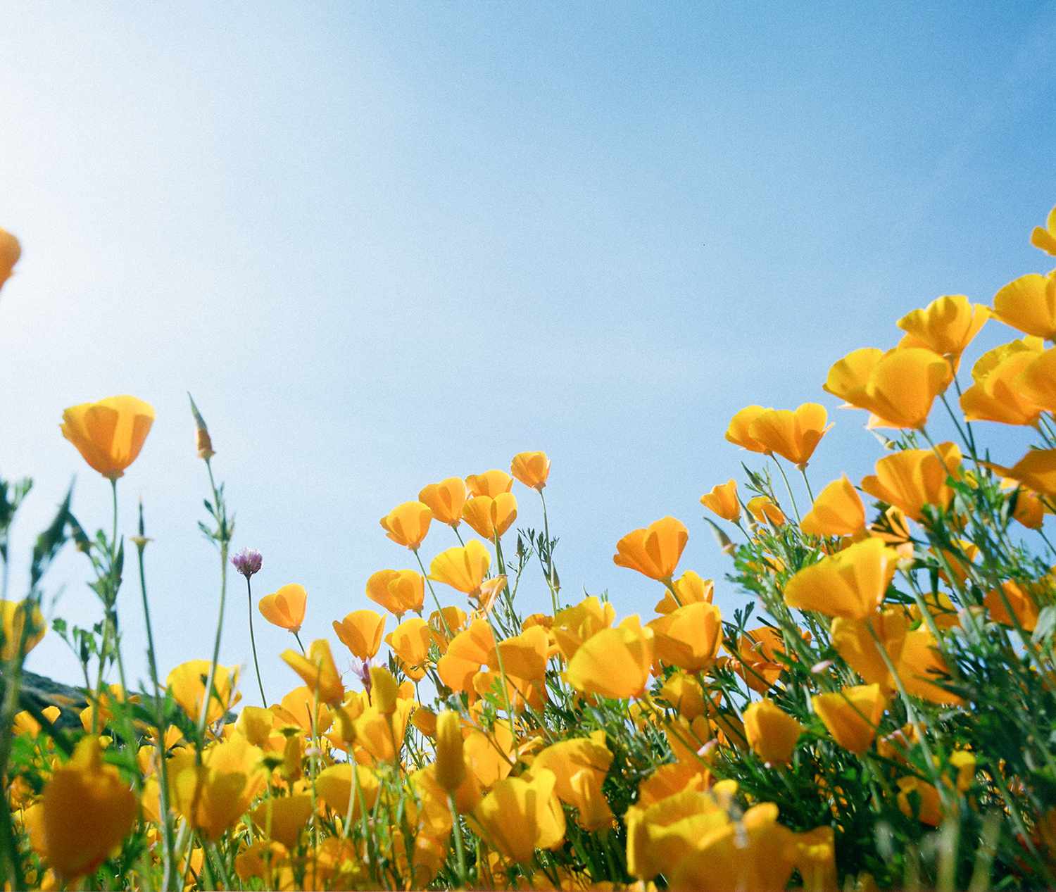 California poppy state flower
