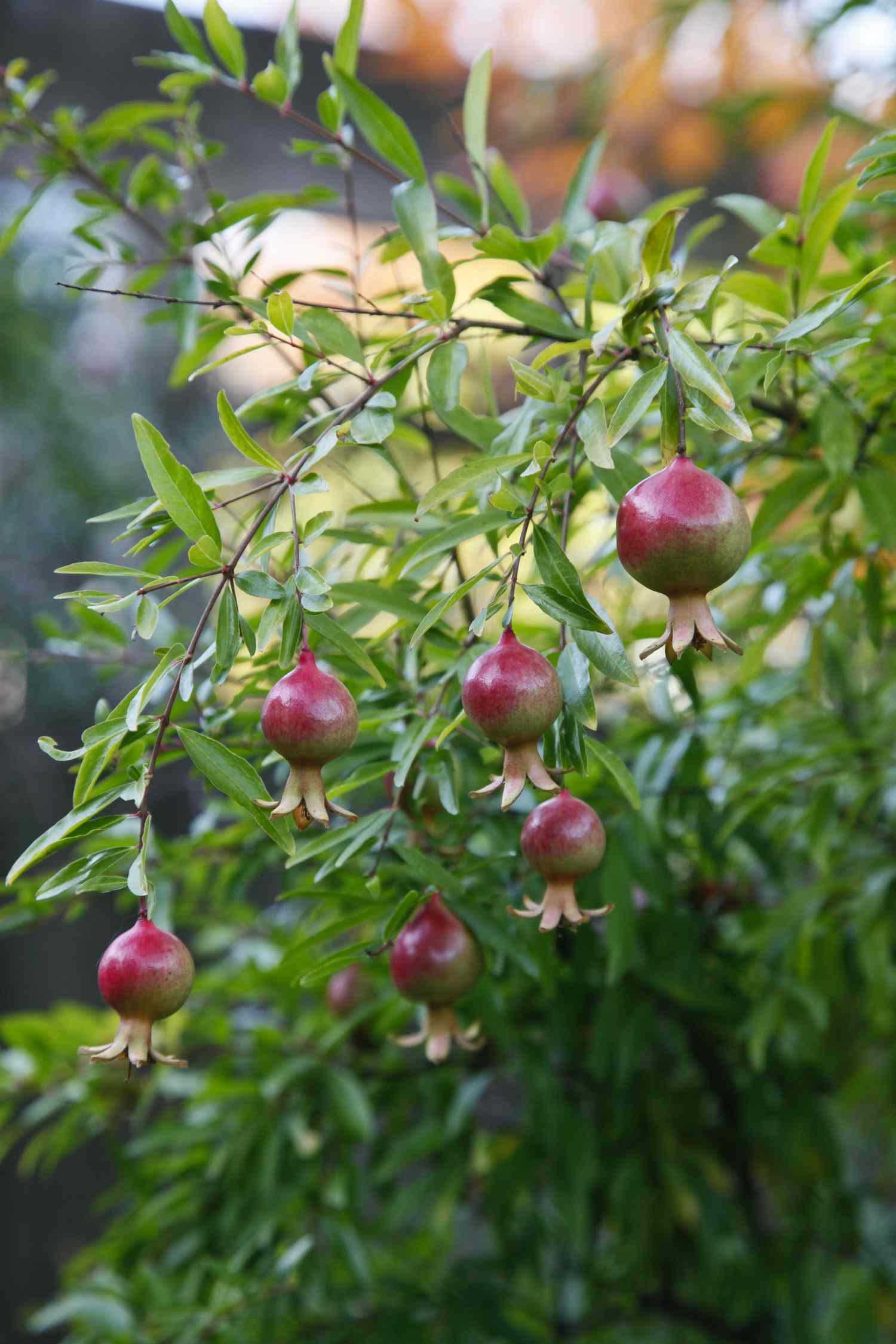 dwarf pomegranate tree