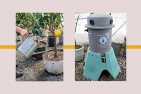 Martha blog compost primary