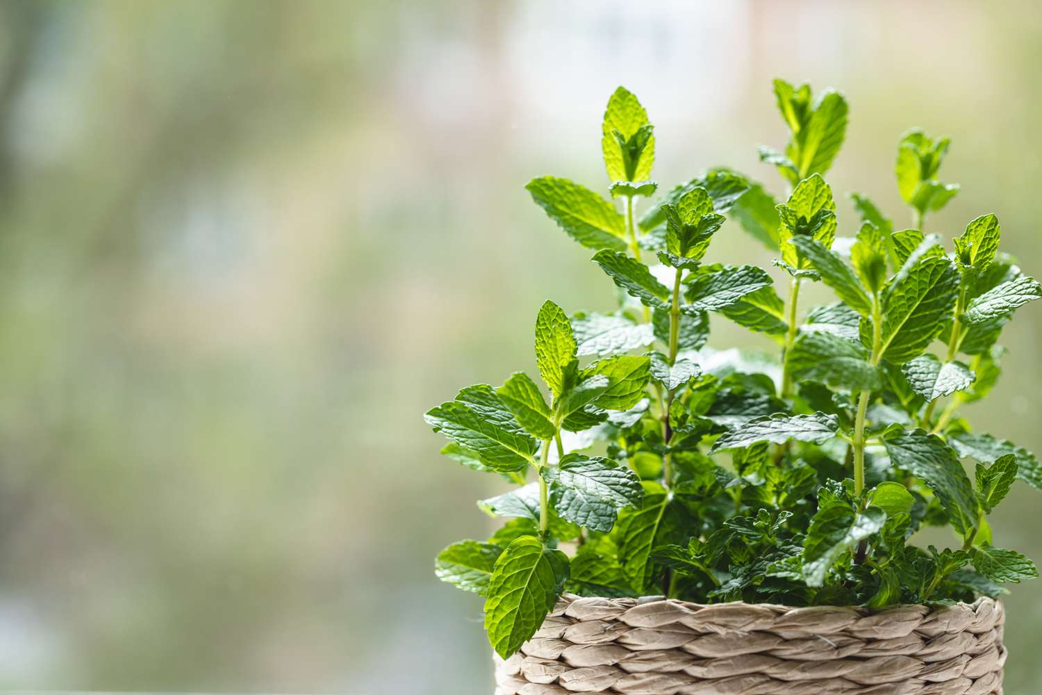 mint growing in basket
