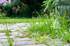 Grass and weeds growing between pavers a garden in the background with flowers and foliage