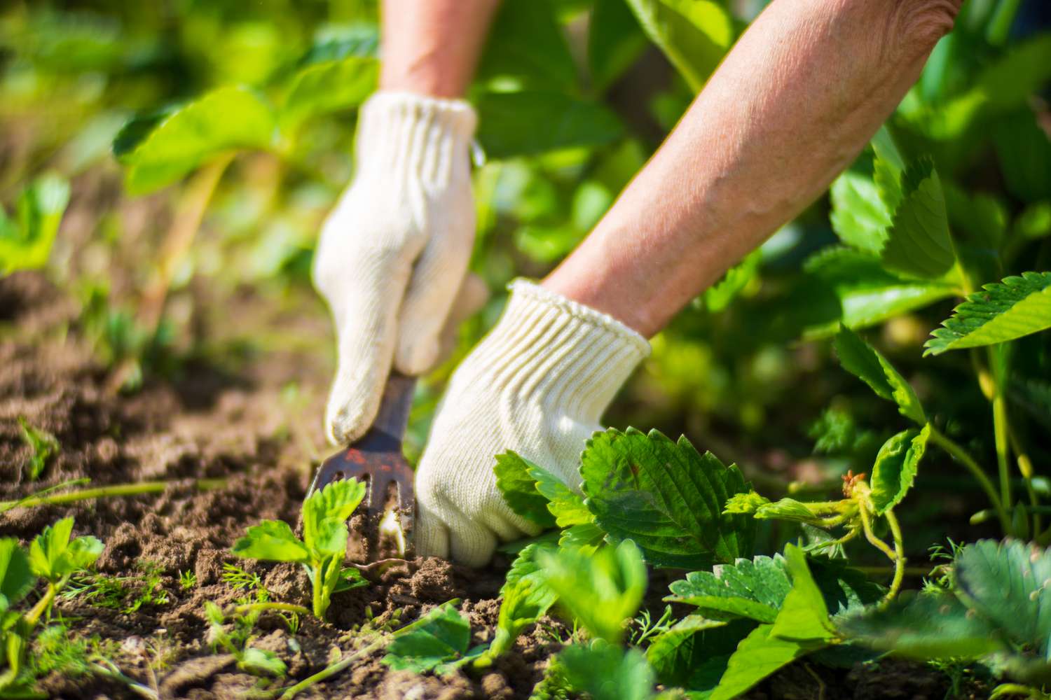 The farmer takes care of the plants in the vegetable garden on the farm. Gardening and plantation concept. Agricultural plants growing in garden beds.