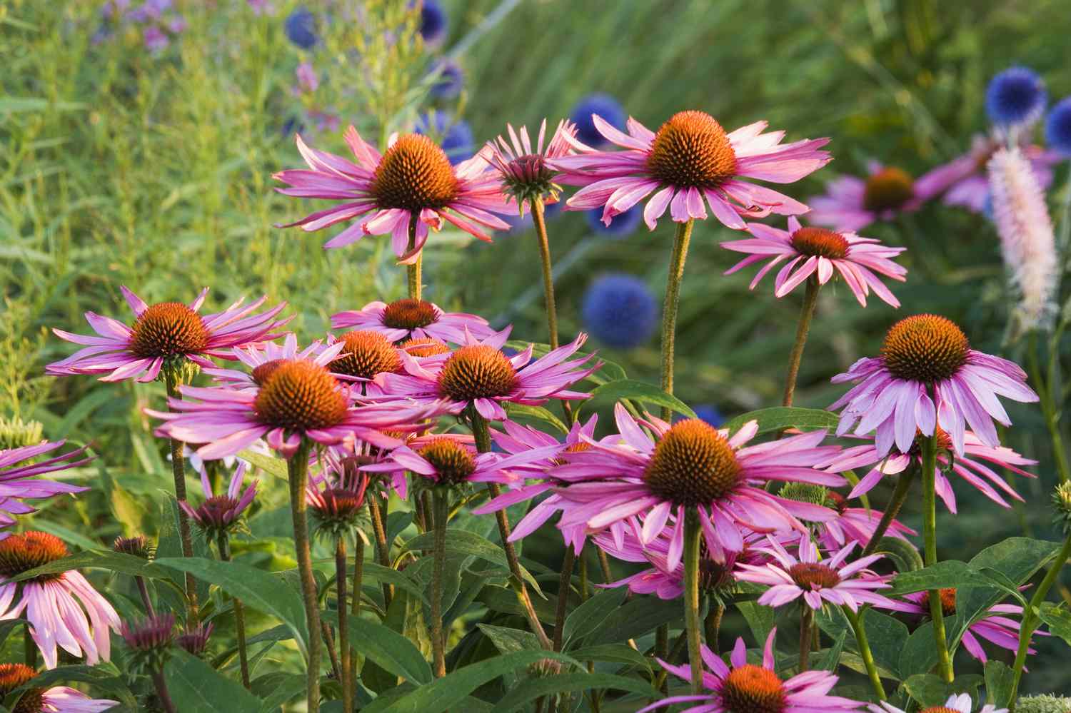 Closeup of purple coneflowers 