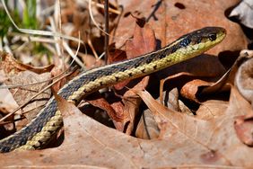 A snake slithering on dry brown leaves outdoors
