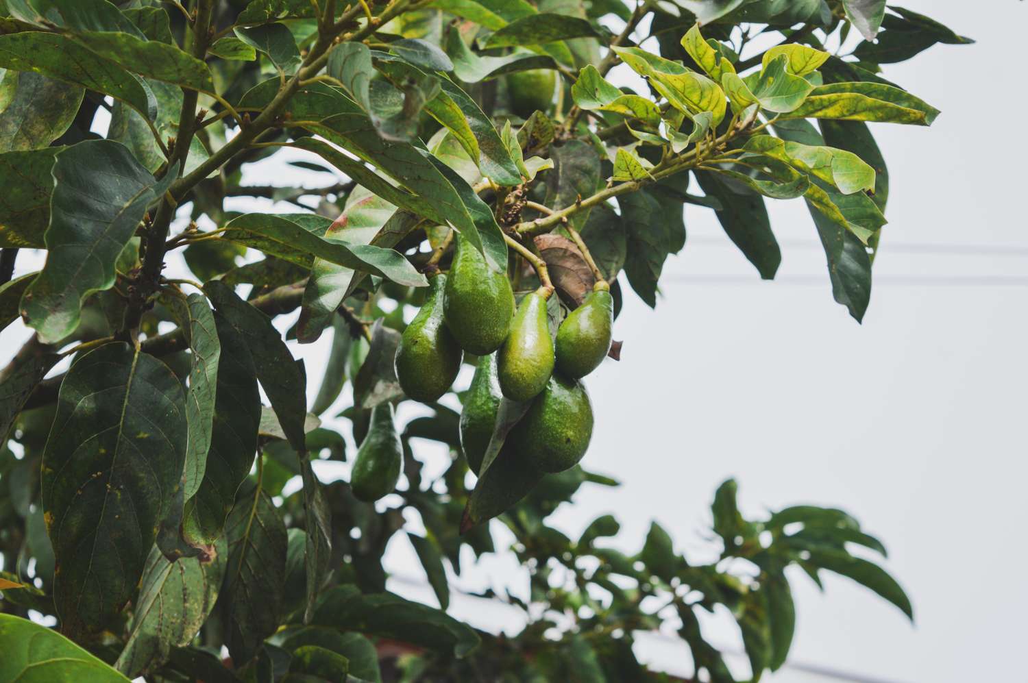 Avocados hanging from a tree branch