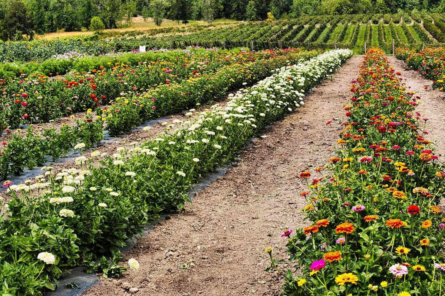 Rows of blooming flowers in a cultivated field