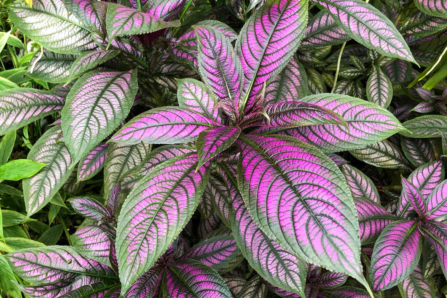 Persian Shield plant leaves