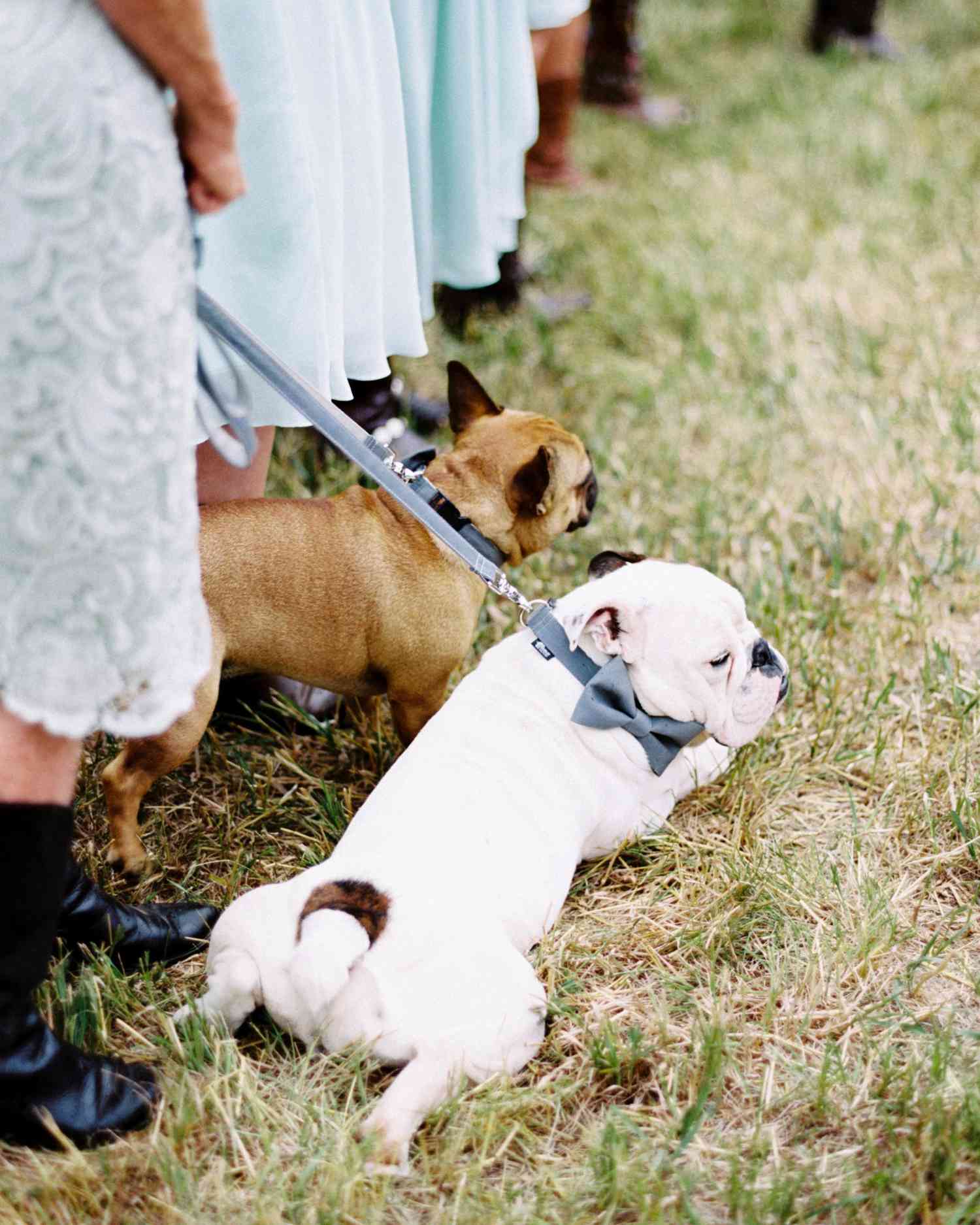 erin-jj-wedding-dogs-60-s111742-0115.jpg