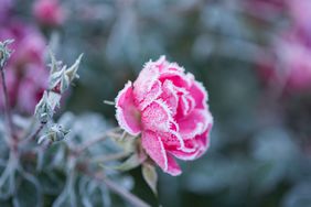 a rose with frost 