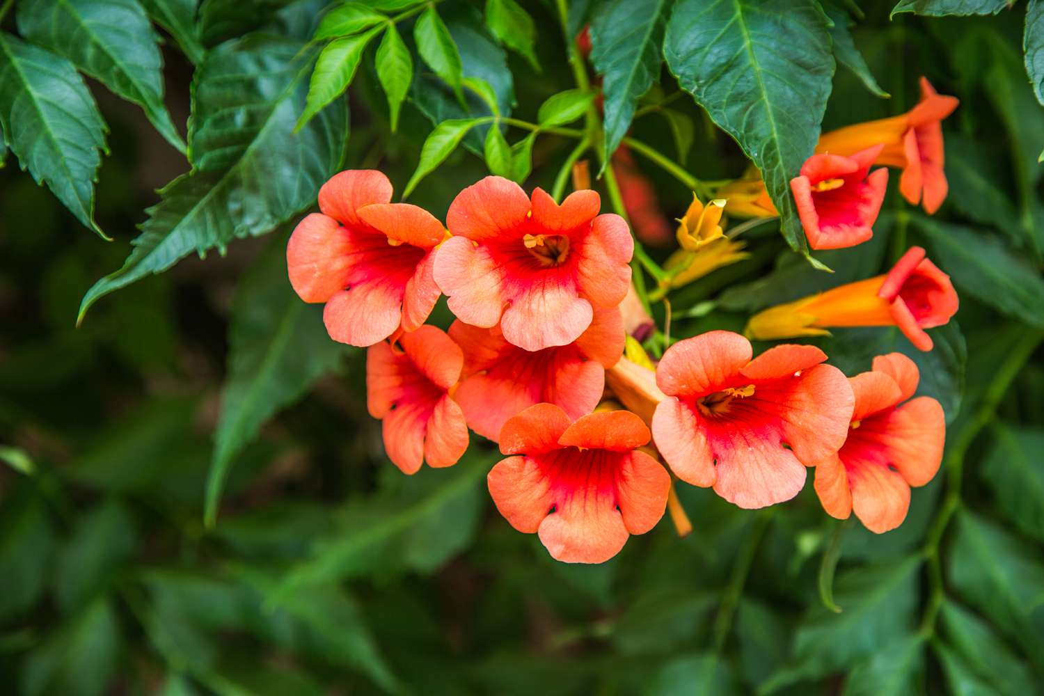 Trumpet Vines