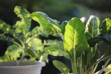 Growing Vegetables in white pots on the balcony home growth vegetables