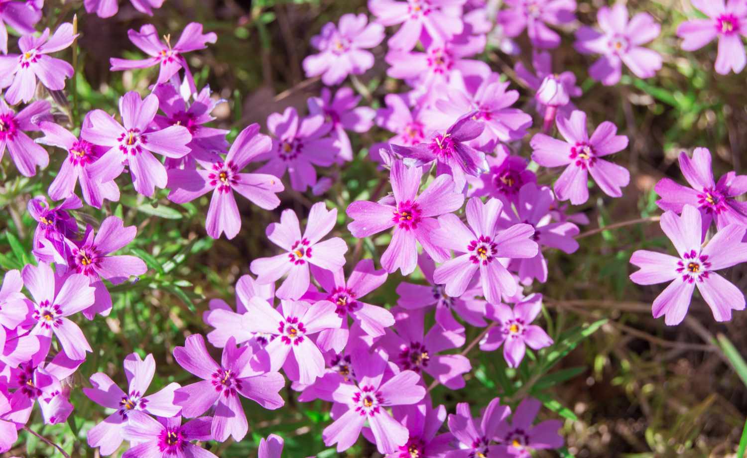 spring flowers of small pink blooms