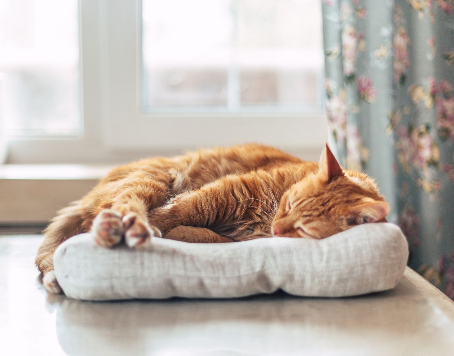 Ginger cat laying on cat bed