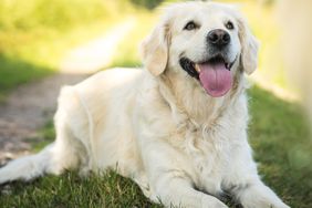 English Cream Golden Retriever dog laying on grass. 
