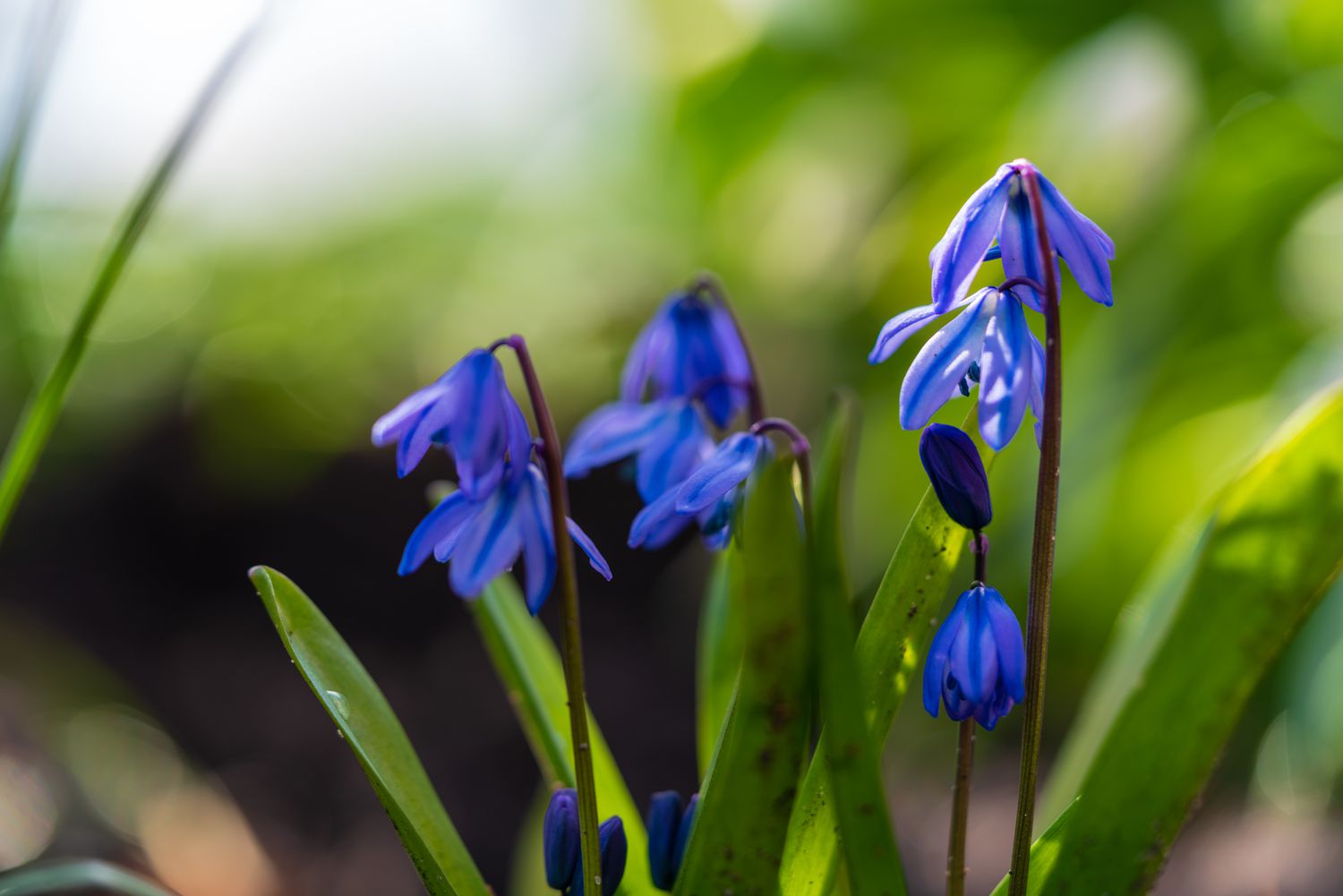 Siberian squill flower against a hazy green background