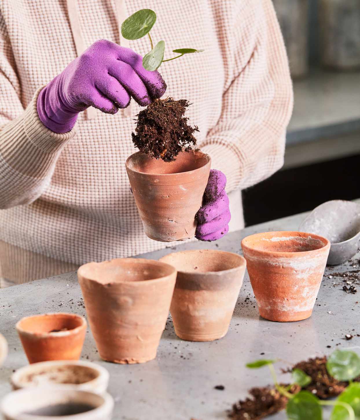 decorvow planting chinese money plant