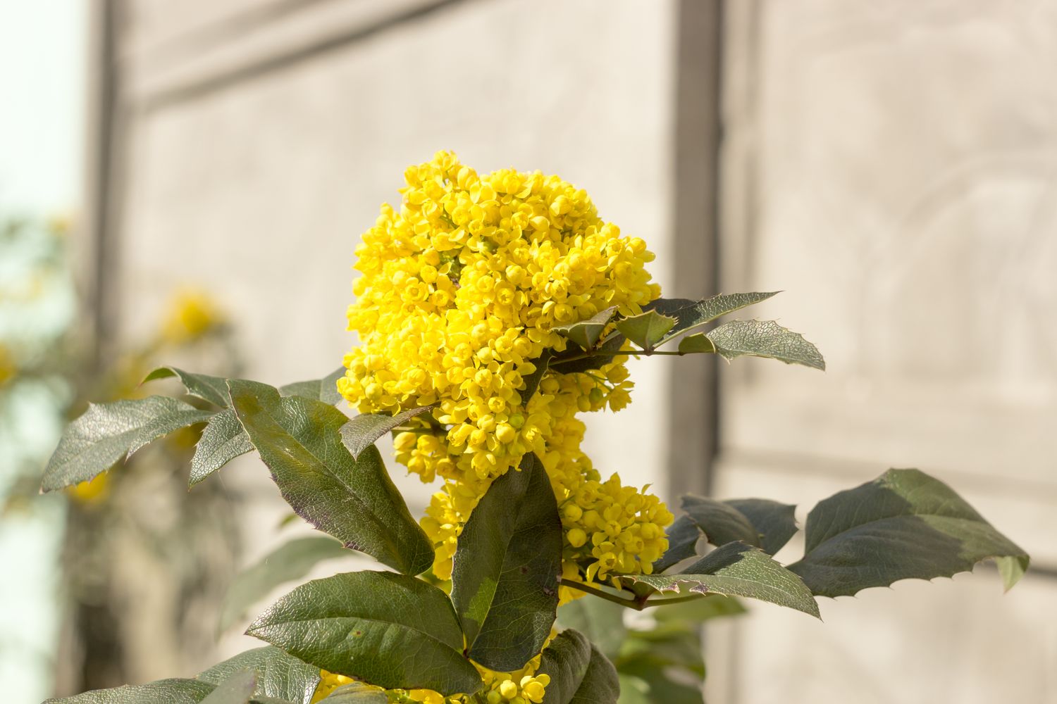 A cluster of small yellow flowers with green leaves in an outdoor setting