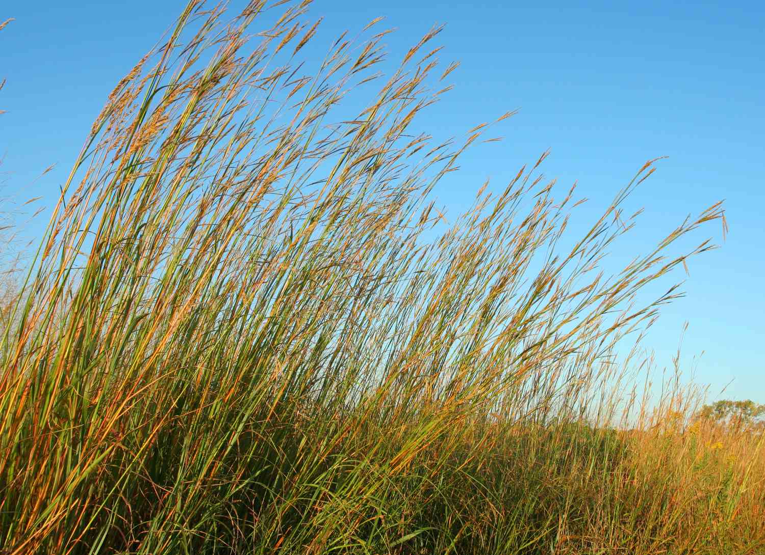 big bluestem grasses in a field with blue sky