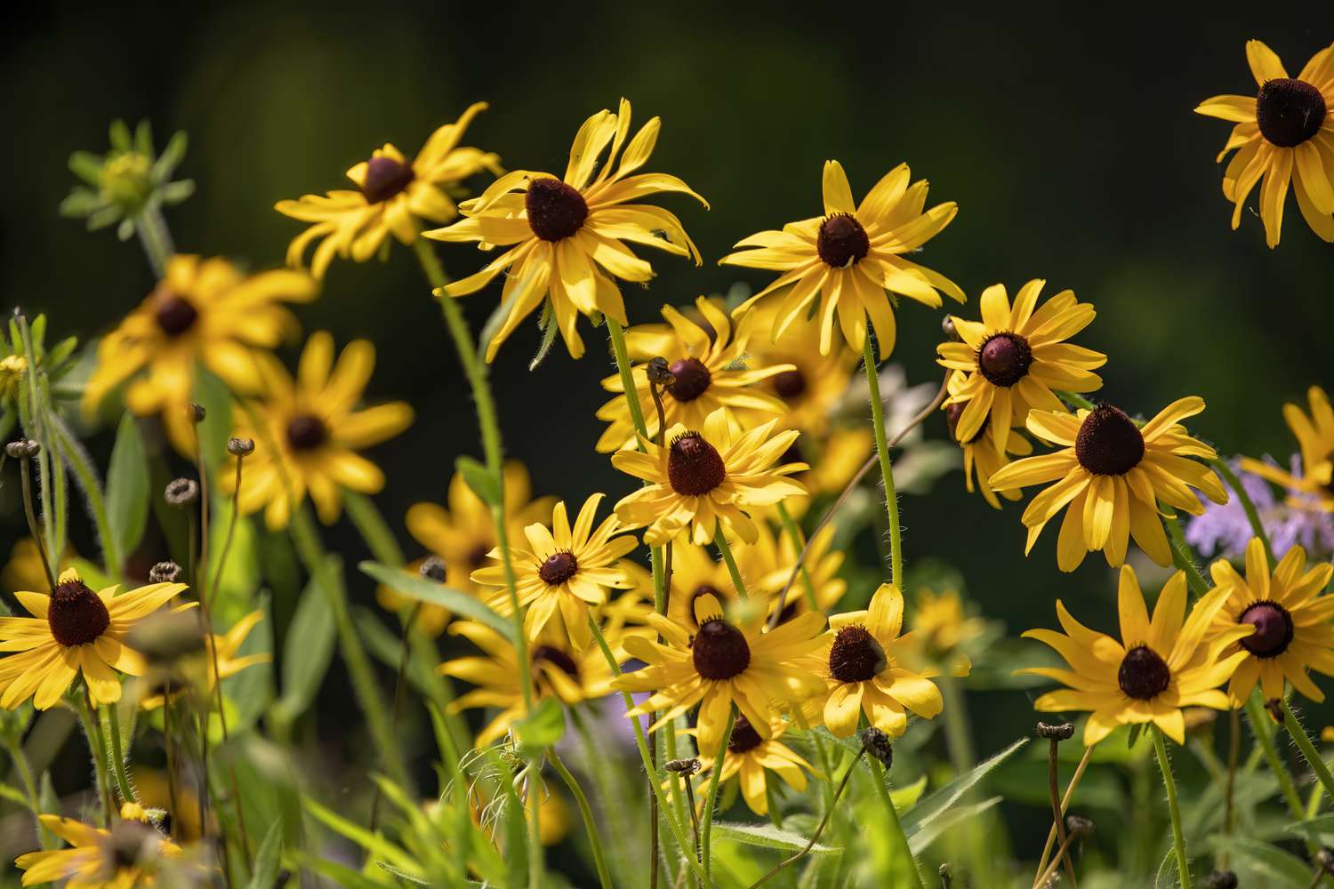 Black-eyed Susans in a garden.