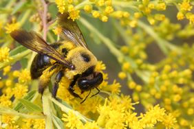 Eastern carpenter bee (Xylocopa virginica) collects pollen from a flowering goldenrod plant in Markham, Ontario, Canada, on September 03, 2023. (Photo by Creative Touch Imaging Ltd./NurPhoto via Getty Images)