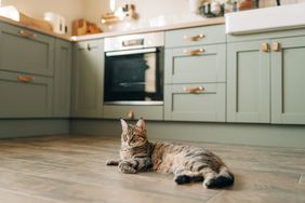 Cat on hardwood kitchen floor