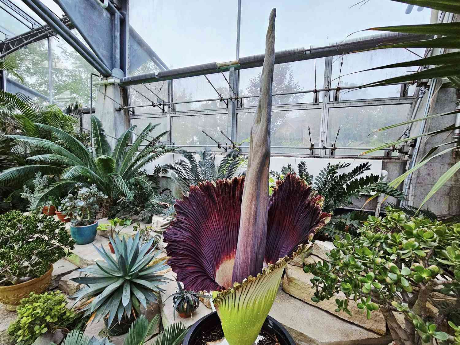 Corpse flower
