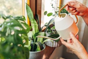 Hands watering potted houseplants by a window using a white and gold watering can