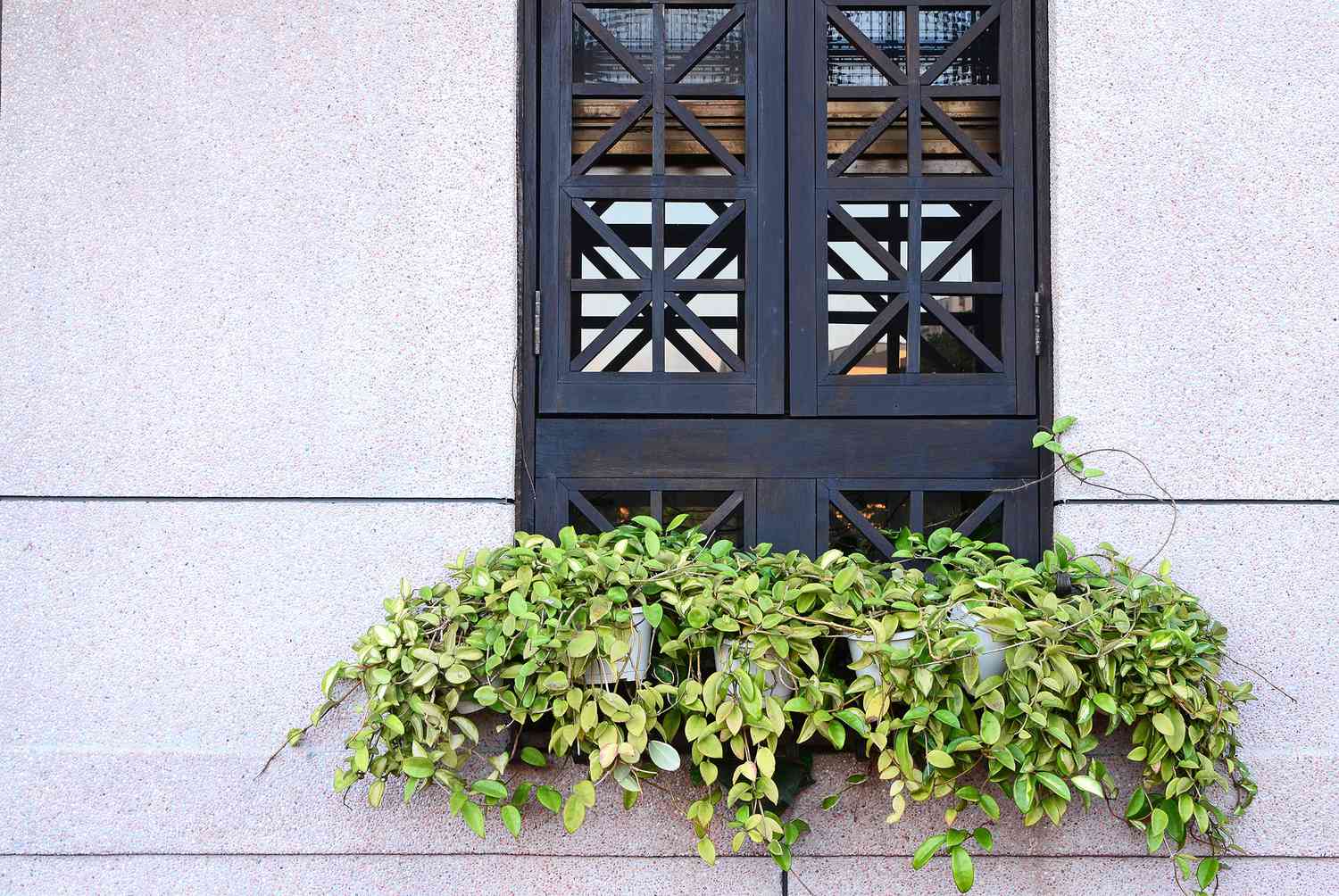 peperomia plant growing below window
