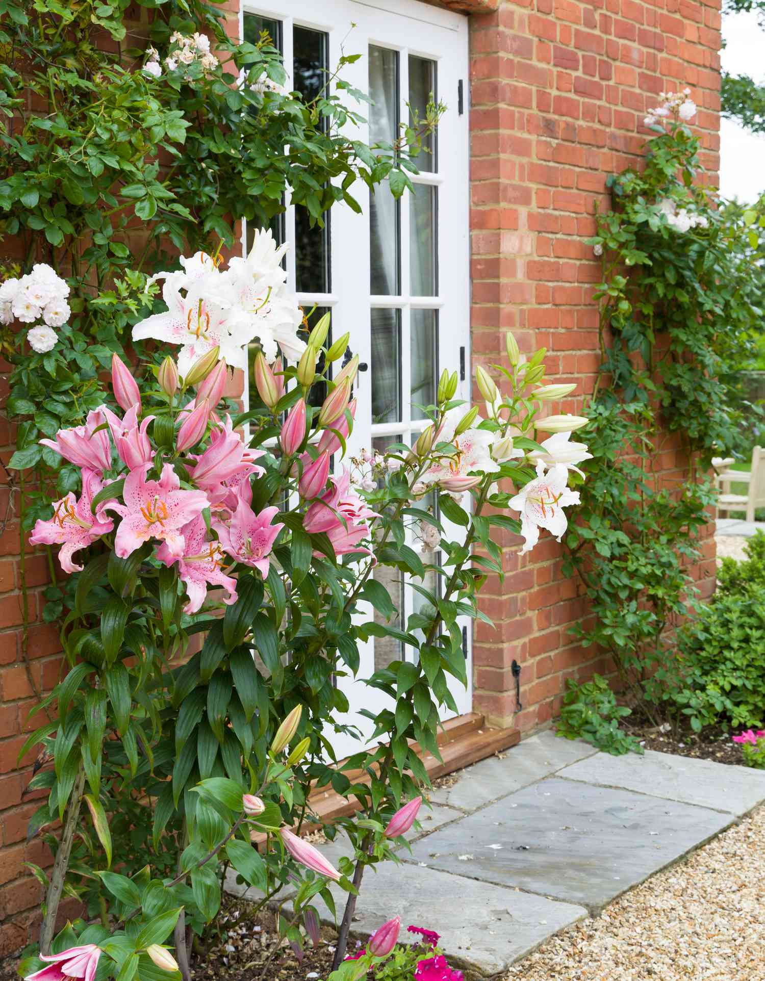 Oriental lilies, lily flower border in an English garden, UK 