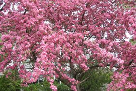 A blooming tree with numerous small flowers in a landscaped garden setting
