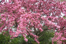 A blooming tree with numerous small flowers in a landscaped garden setting