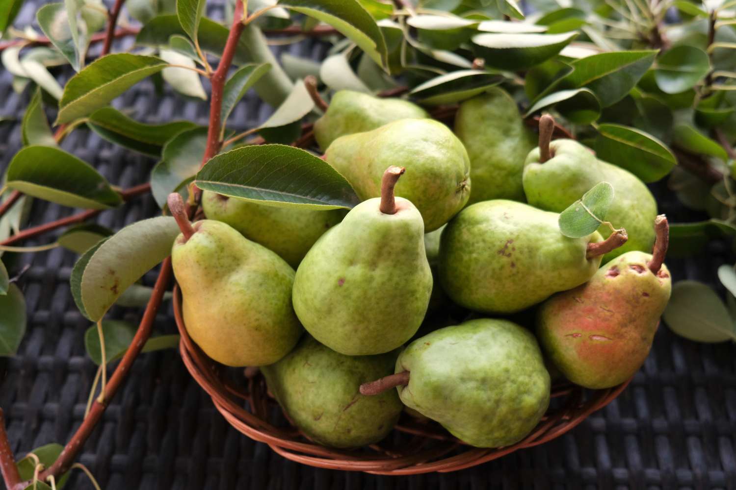 Basket of pears with leaves on a dark background