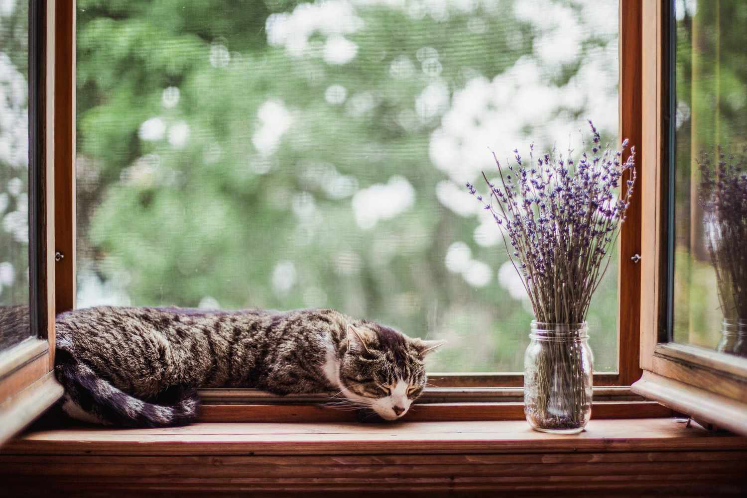 cat sleeping by lavender