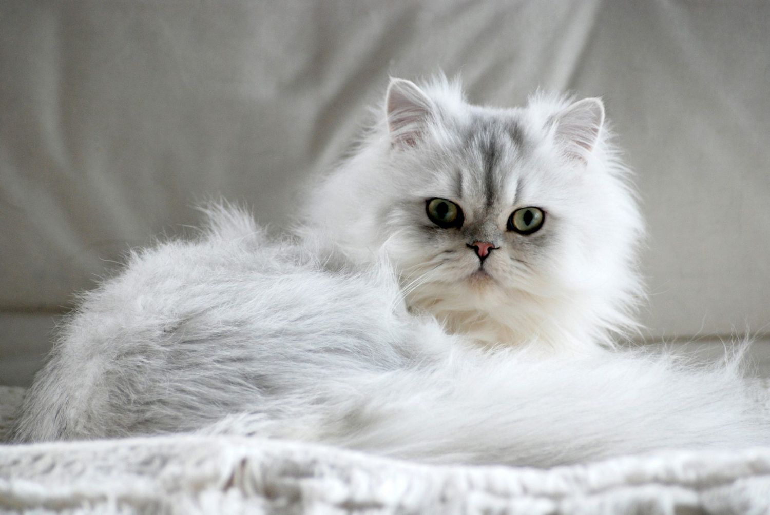 Fluffy Persian white cat lying down looking into camera