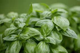 Close up of basil leaves in a garden
