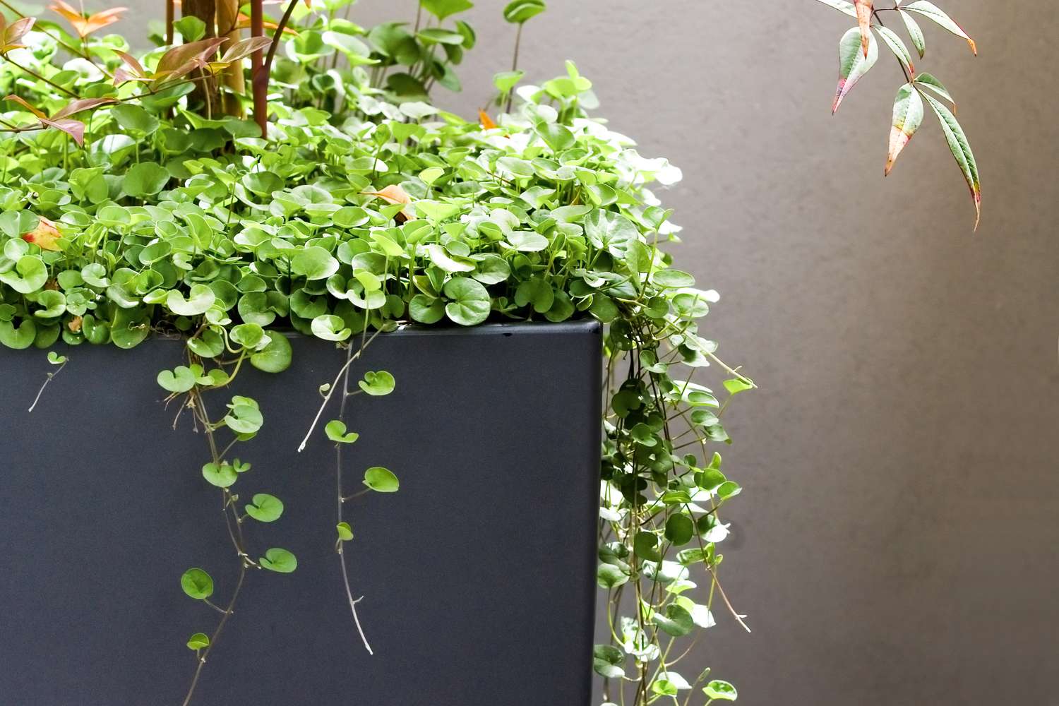 Silver Falls Dichondra