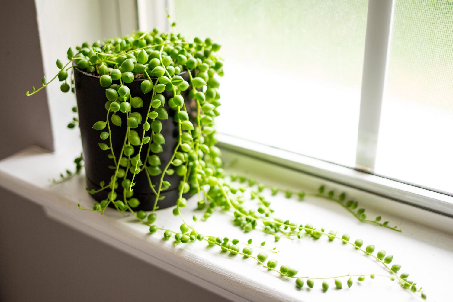 string of pearls plant in windowsill