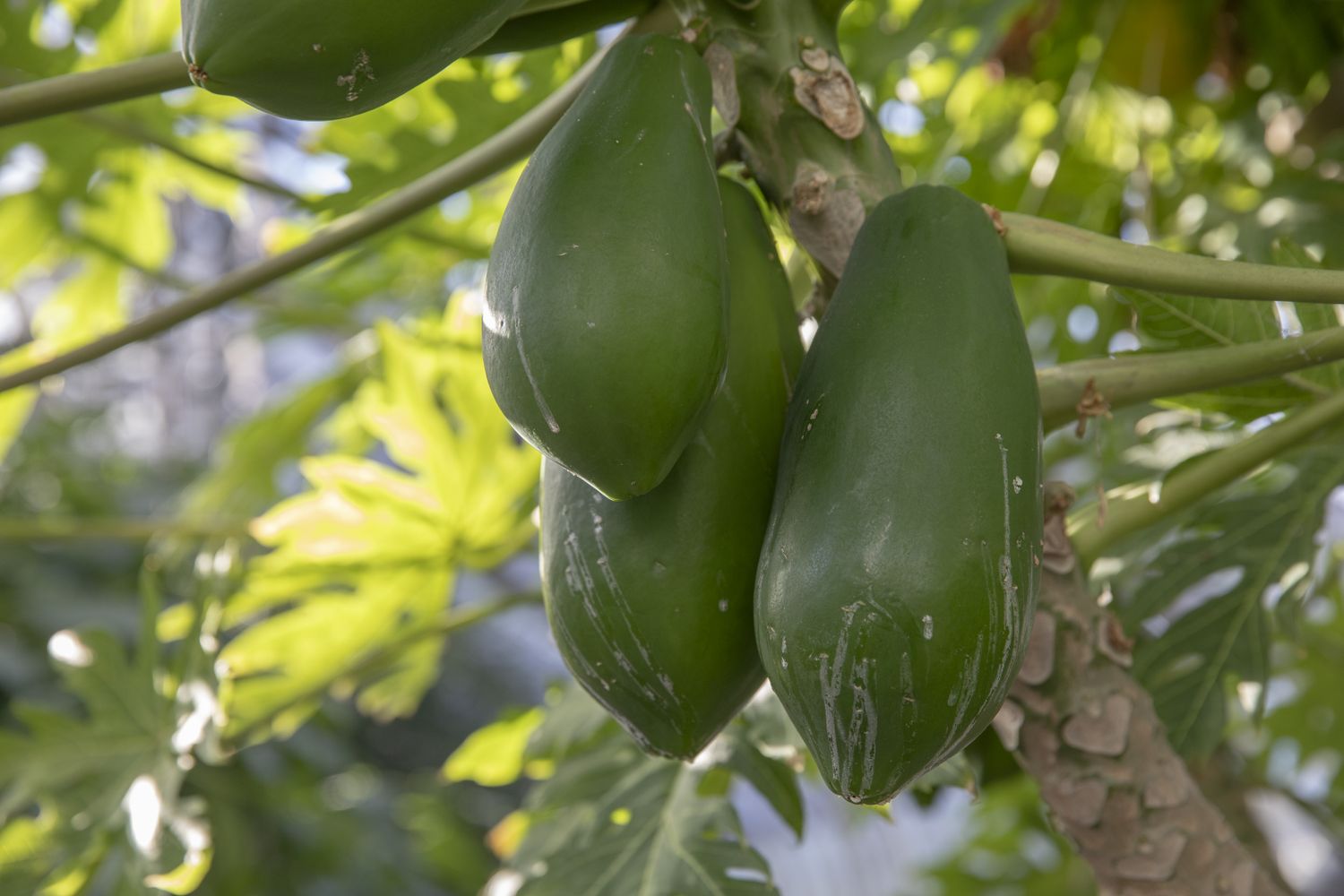 Several papayas growing on a tree branch