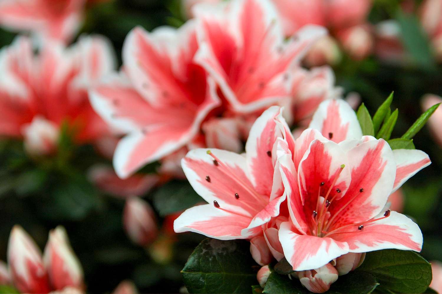 encore azalea autumn starburst