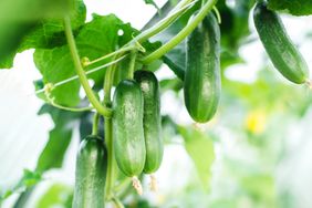 Cucumbers ready to harvest