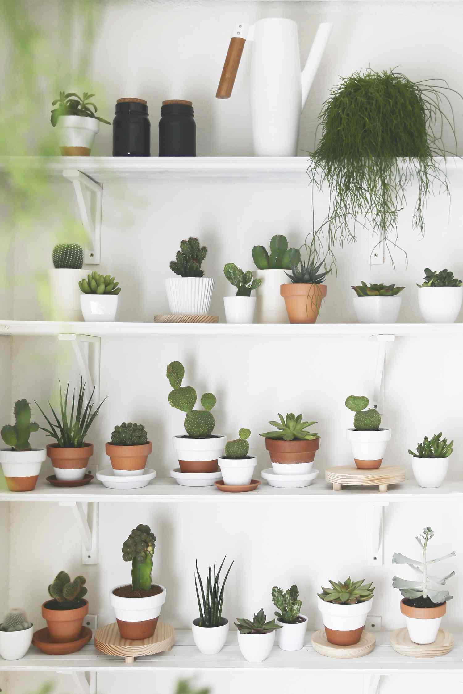 Floating shelves of plants