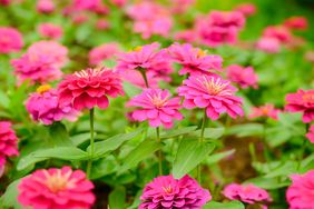 Zinnia flowers