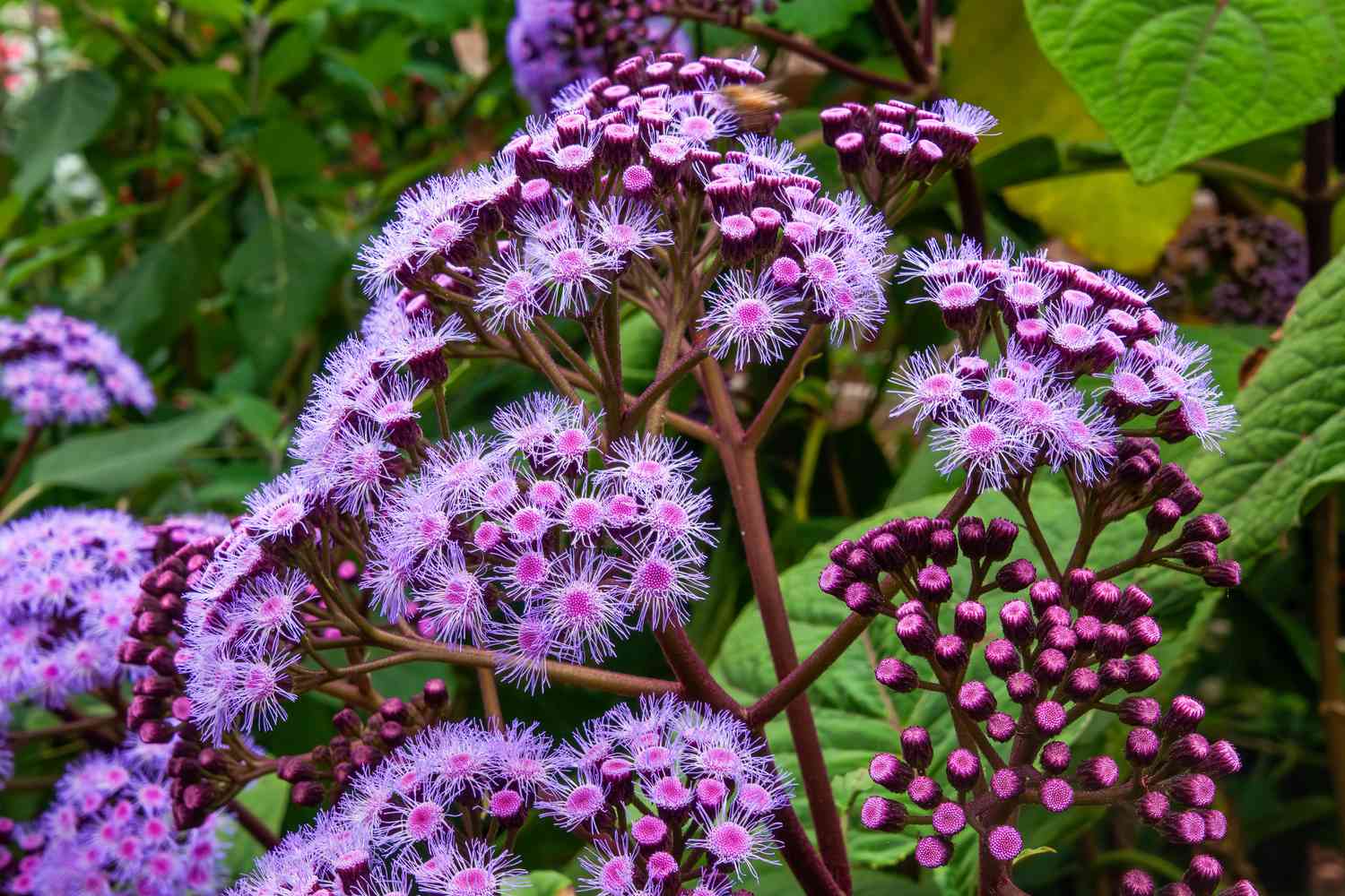 Clusters of blue mistflower blooms surrounded by green foliage